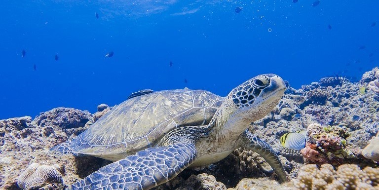 Sea turtle in the Caribbean